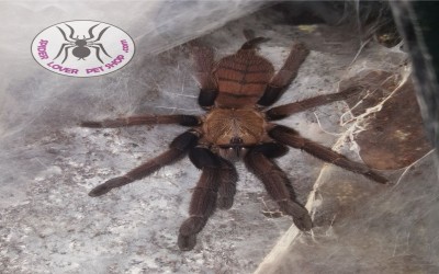 Chilobrachys Fimbriatus Tarantula